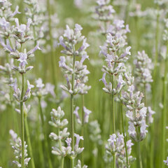5250291_lavandula_rosea_03