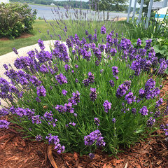 7251995_lavandula_thumbelina_leight_05