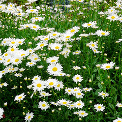 7241311_leucanthemum_maikonigin_01