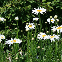 3251217_leucanthemum_silberprinzessche_01