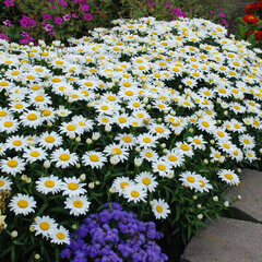 5250796_leucanthemum_snow_cap_01