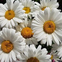 5252492_leucanthemum_sweet_daisy_christine_01