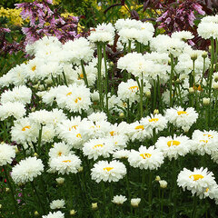 5240297_leucanthemum_victorian_secret_01