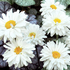 5240297_leucanthemum_victorian_secret_02