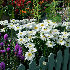 5251885_leucanthemum_wirral_supreme_01