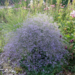 3254257_limonium_blauer_diamant_01