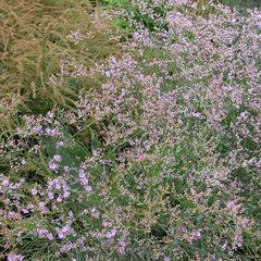 4223494_limonium_robert_butler_01