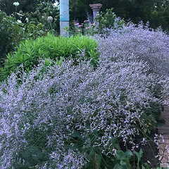 4223494_limonium_robert_butler_02