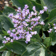 4223494_limonium_robert_butler_03