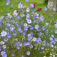 9240735_linum_nanum_saphir_01