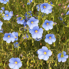 4252665_linum_perenne_01