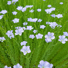 4252665_linum_perenne_02