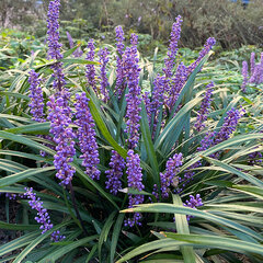 5251231_liriope_big_blue_02