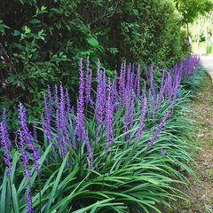 5251231_liriope_big_blue_05