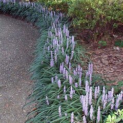3250931_liriope_muscari_ingwersen_01