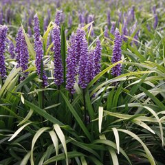 3250931_liriope_muscari_ingwersen_03