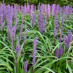 3250931_liriope_muscari_ingwersen_04