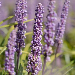 9223692_liriope_moneymaker_01