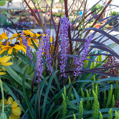 9223692_liriope_moneymaker_02