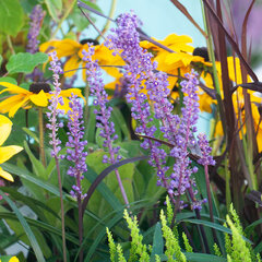 9223692_liriope_moneymaker_03