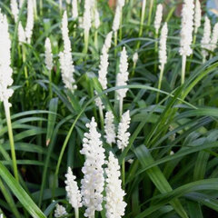 5251421_liriope_monroe_white_01