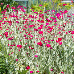 2233232_lychnis_atrosanguinea_02