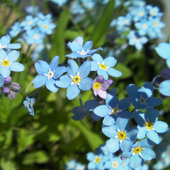 3252624_myosotis_palustris_01