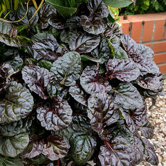 5222917_ajuga_black_scallop_01