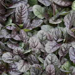 04200849_ajuga_mahogany_01