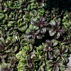 3251862_ajuga_metallica_crispa_01
