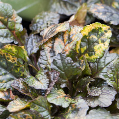 4210901_ajuga_rainbow_01