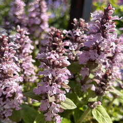 3254558_ajuga_rosea_01