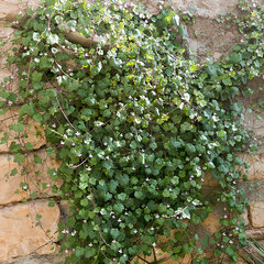 3253704_cymbalaria_muralis_01