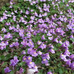 3253704_cymbalaria_muralis_03