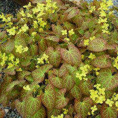 5251418_epimedium_frohnleiten_07