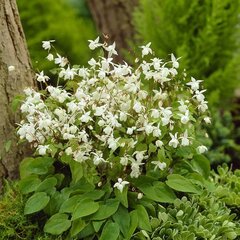 4252376_epimedium_niveum_02