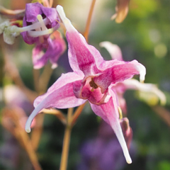 7254695_epimedium_pretty_in_pink_01