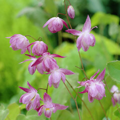 11241419_epimedium_roseum_02