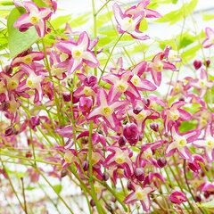 3241051_epimedium_rubrum_02