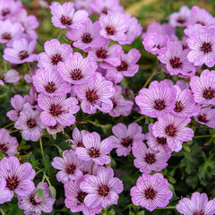 6250677_geranium_ballerina_03