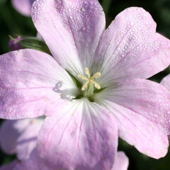 7242570_geranium_dreamland_01