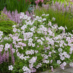 7242570_geranium_dreamland_03