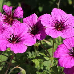 8241471_geranium_j.s_2