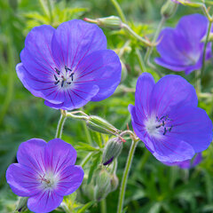 3251212_geranium_johnon_s_blue_04