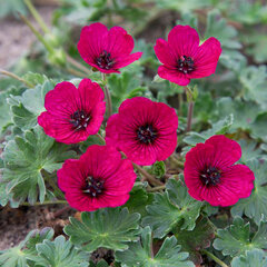 5211314_geranium_jolly_jewel_red_01