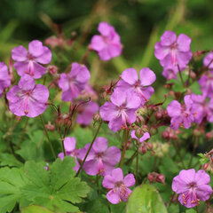 9242014_geranium_karmina_03