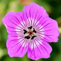 5233935_geranium_kelly_anne_02