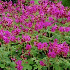 3222211_geranium_macrorrhizum_02