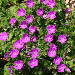 4253433_geranium_max_frei_03
