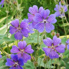 7201415_geranium_phillippe_vappelle_03